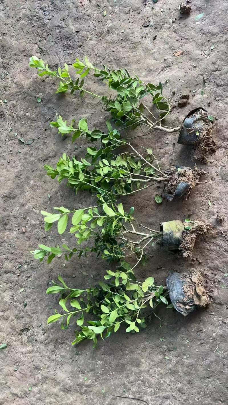 无刺枸骨苗（大杯）基地直供球型饱满欢迎实地考察各种规格齐