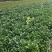 无刺枸骨苗（大杯）基地直供球型饱满欢迎实地考察各种规格齐