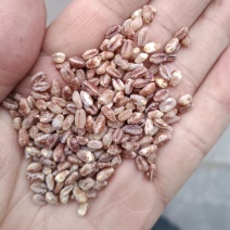 去皮黑小麦仁！小麦仁，脱皮黑小麦仁！五谷杂粮专营！