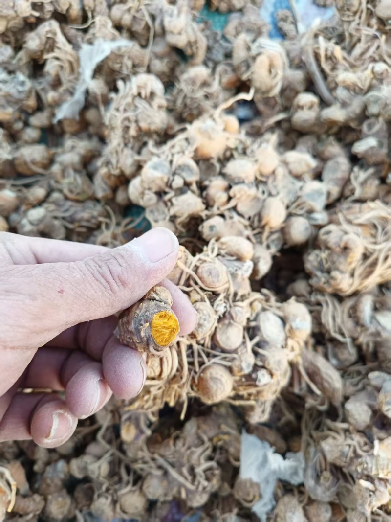 河南射干价格优惠质量好走货快欢迎询价对接全国量大从优热卖