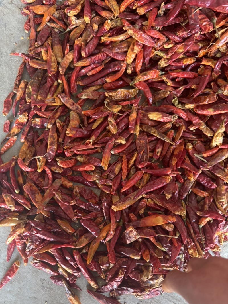 三樱花皮干辣椒价格便宜大量供应