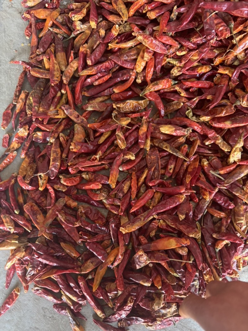 三樱花皮干辣椒价格便宜大量供应