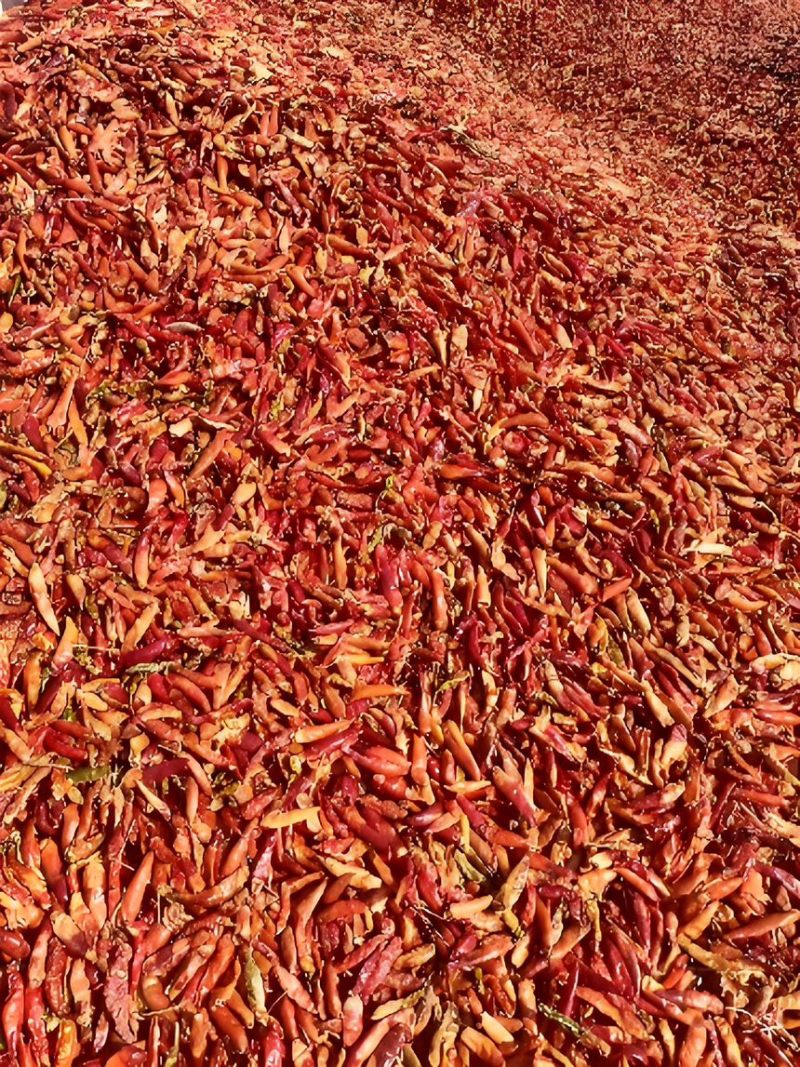 三樱花皮干辣椒价格便宜大量供应
