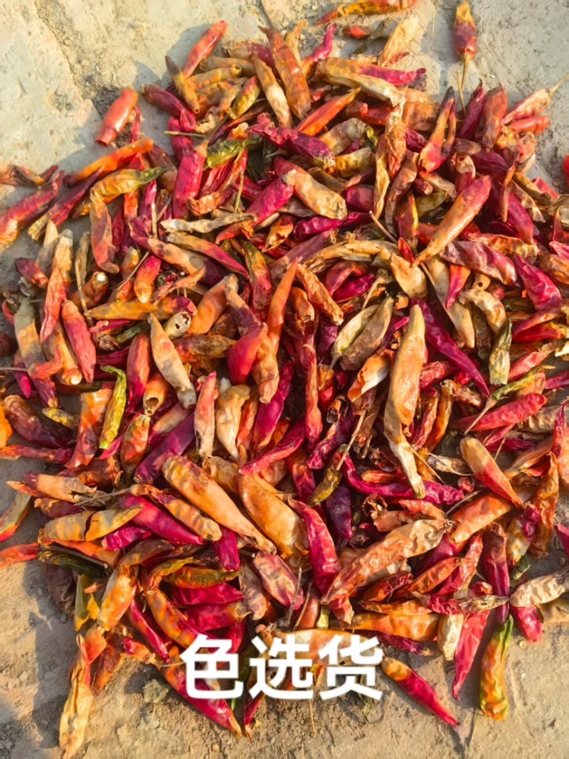 三樱花皮干辣椒价格便宜大量供应