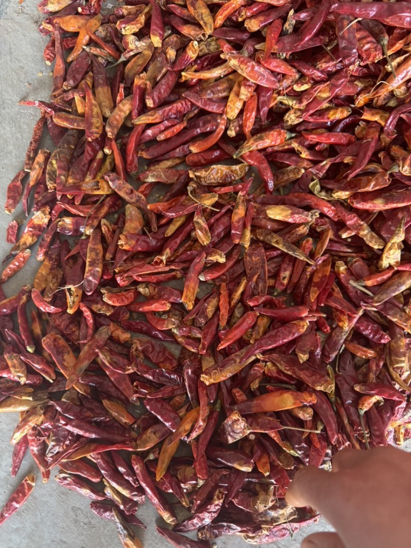 三樱花皮干辣椒价格便宜大量供应