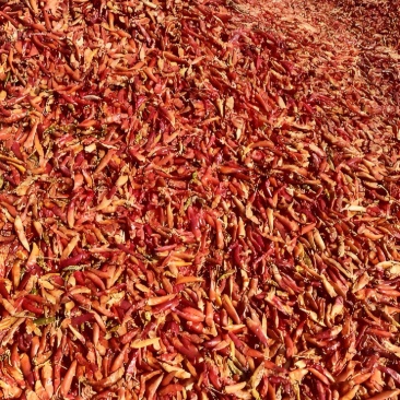 三樱花皮干辣椒价格便宜大量供应