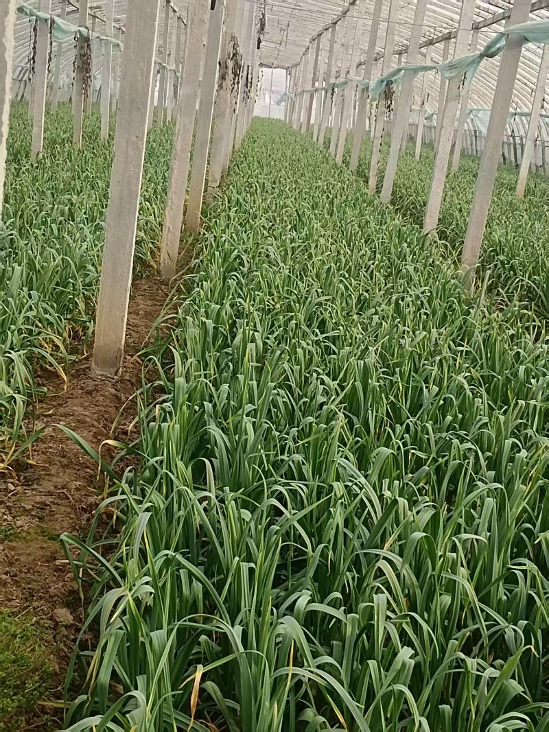 新鲜蒜苗大量上市中，有专业的工人挑拣，净菜，毛菜都有