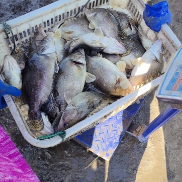 鳜鱼成品鱼路亚鱼