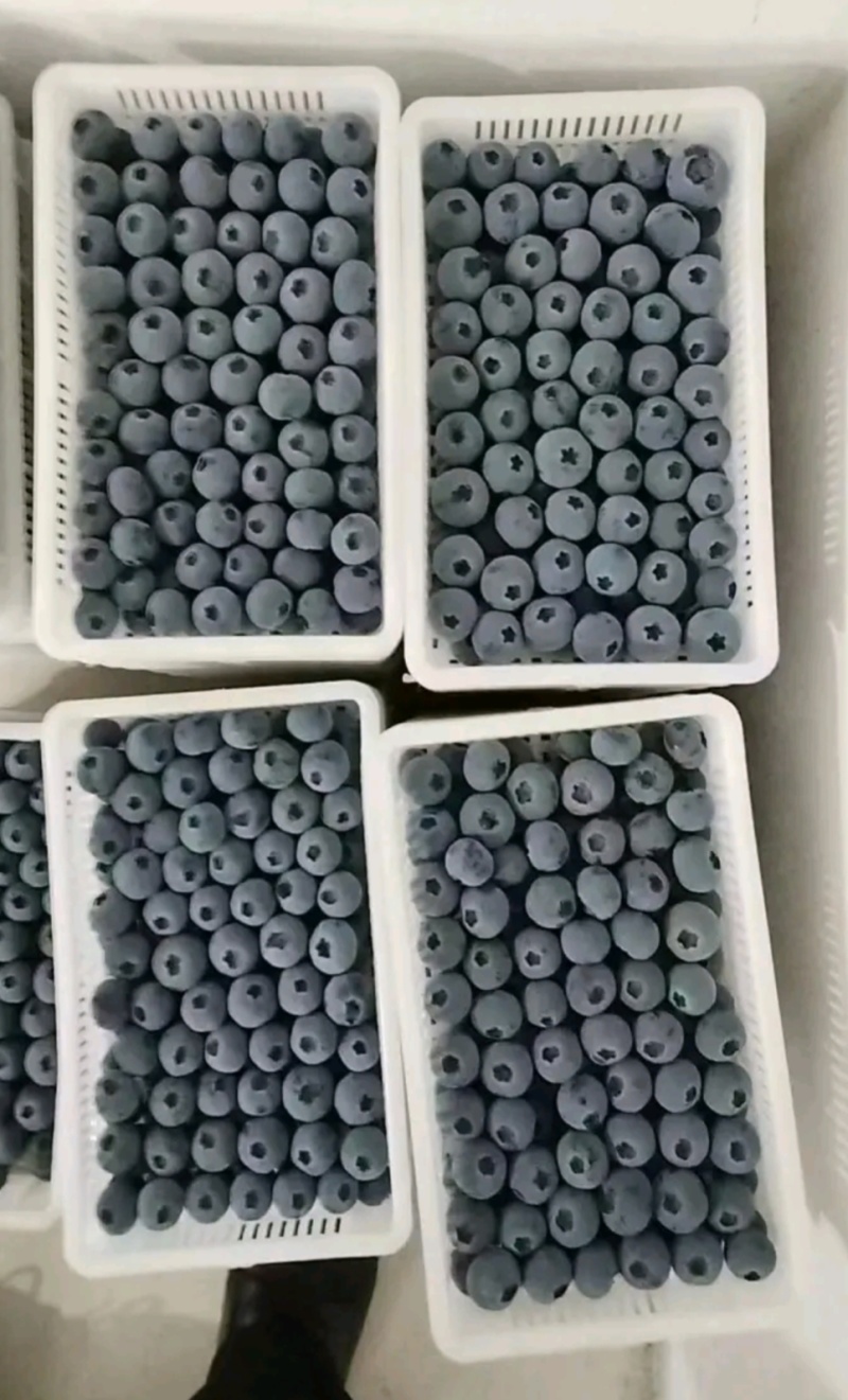 山东精品蓝莓L25L11瑞卡产地直发价格实惠全国发