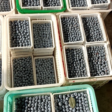 蓝莓，蓝莓种植基地，蓝莓产地批发，品质保证，规格品种齐全