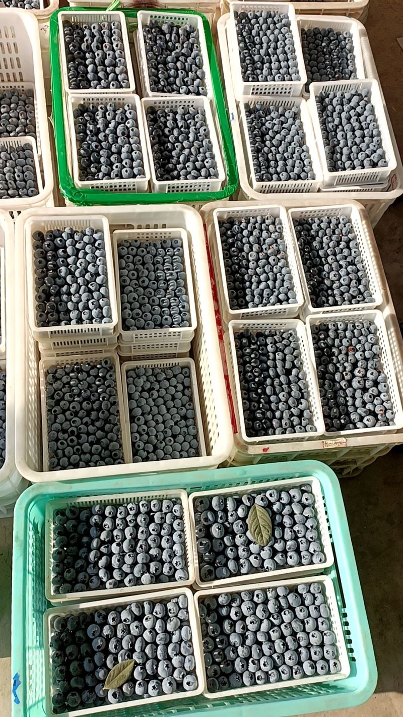 蓝莓，蓝莓种植基地，蓝莓产地批发，品质保证，规格品种齐全