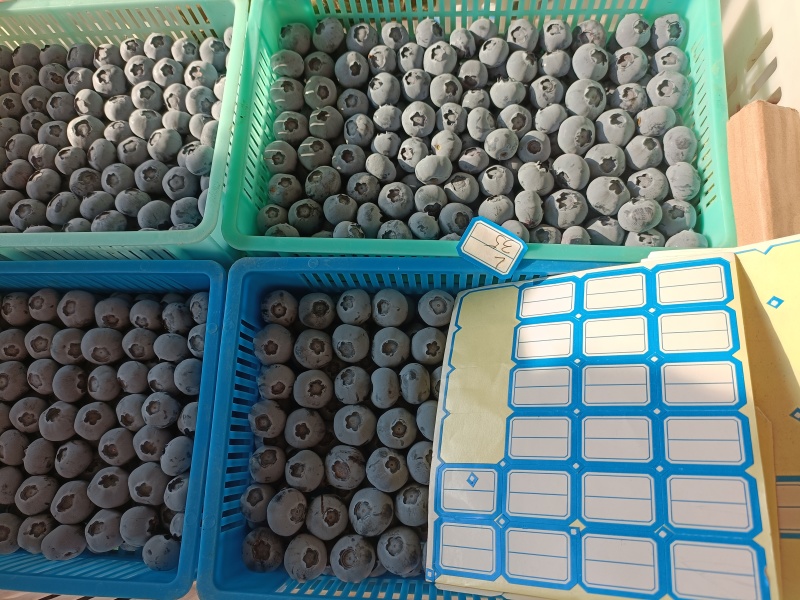 蓝莓，蓝莓种植基地，蓝莓产地批发，品质保证，规格品种齐全