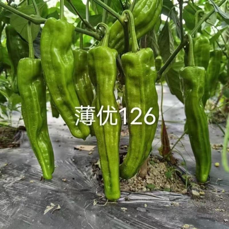 薄皮椒种子薄优126新育品种抗病性好青皮泡椒品种种子