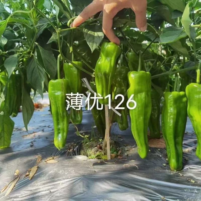 薄皮椒种子薄优126新育品种抗病性好青皮泡椒品种种子