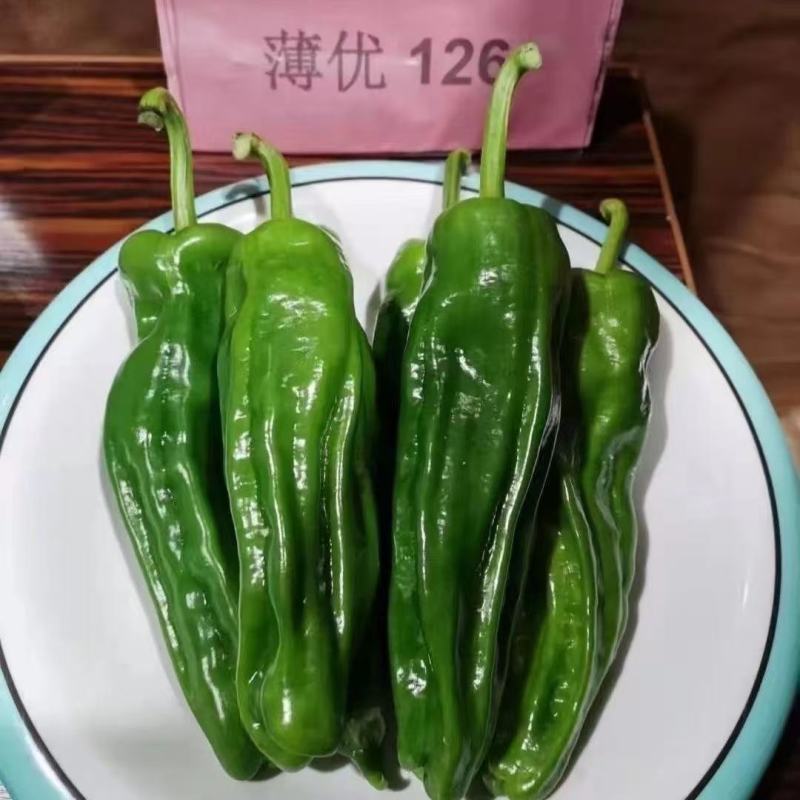 薄皮椒种子薄优126新育品种抗病性好青皮泡椒品种种子