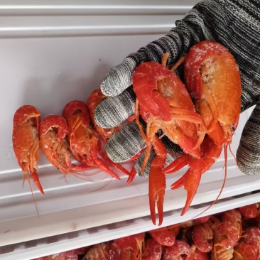 小龙虾油炸小龙虾