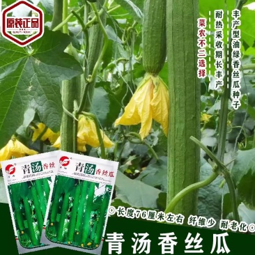 丰邦青汤香丝瓜种子香味浓皮薄纤维少不易老化大田专用蔬菜种