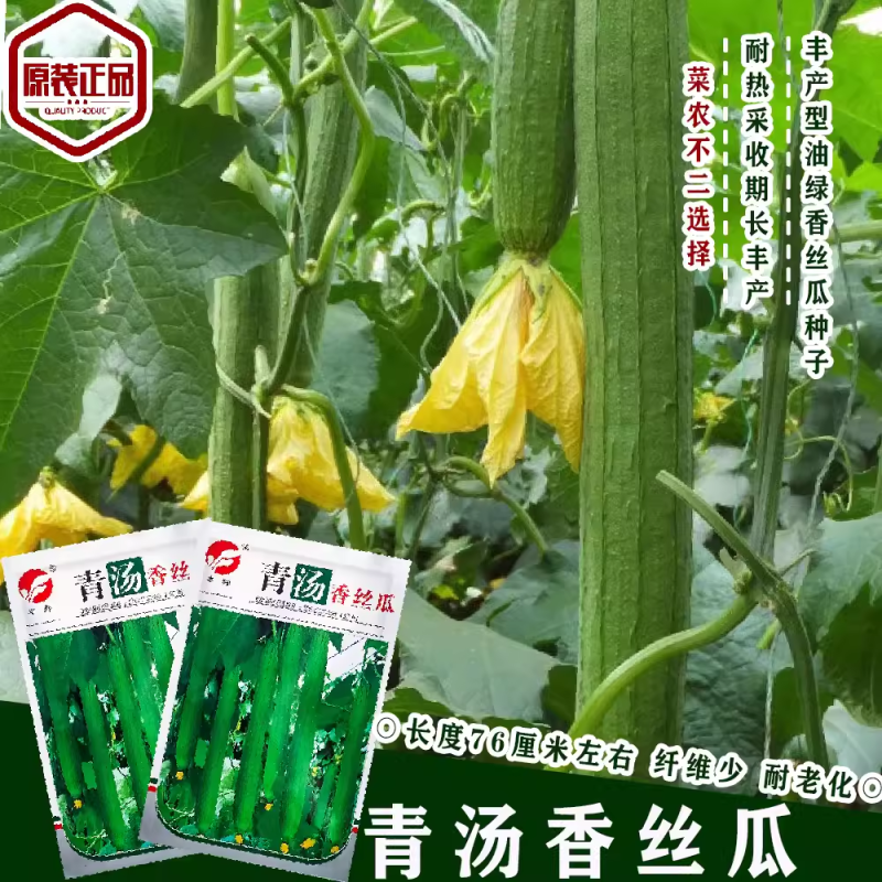 丰邦青汤香丝瓜种子香味浓皮薄纤维少不易老化大田专用蔬菜种