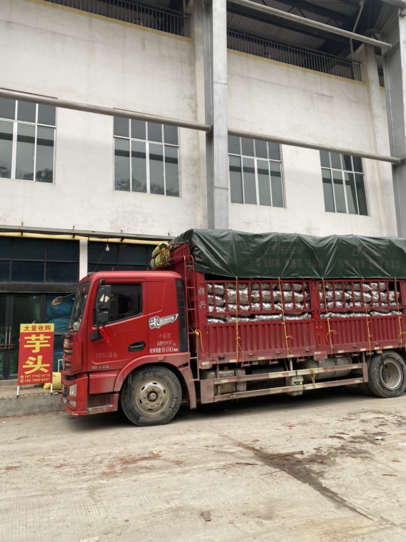 广西红芽芋头产地新鲜发货一手货源稳定供应市场批发欢迎咨询