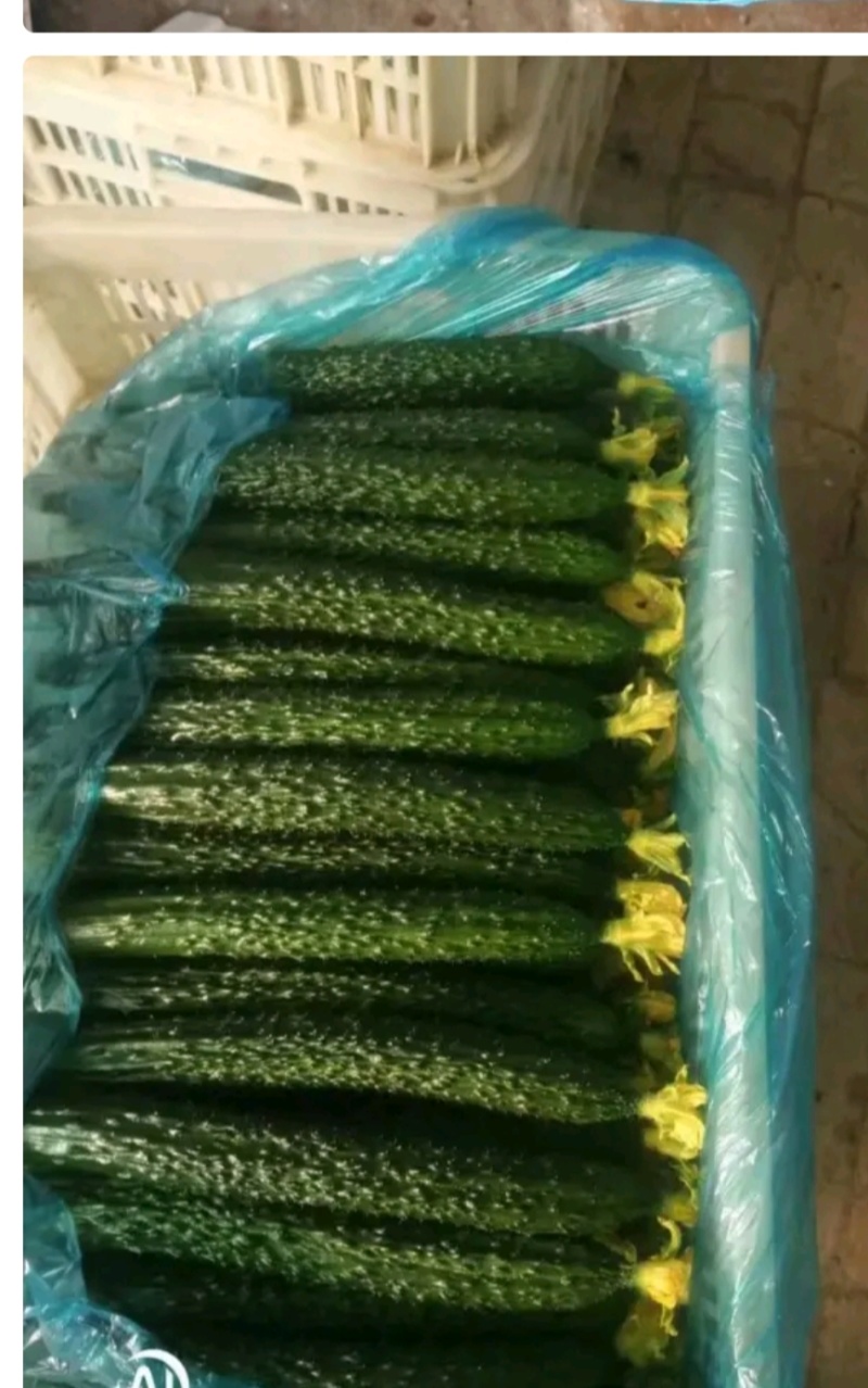 黄瓜，顶花亮刺，产地直发，货源充足