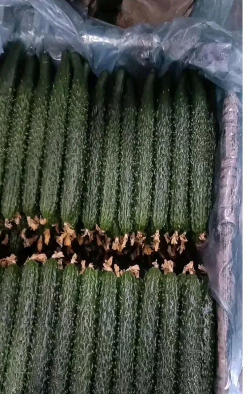黄瓜，顶花亮刺，产地直发，货源充足