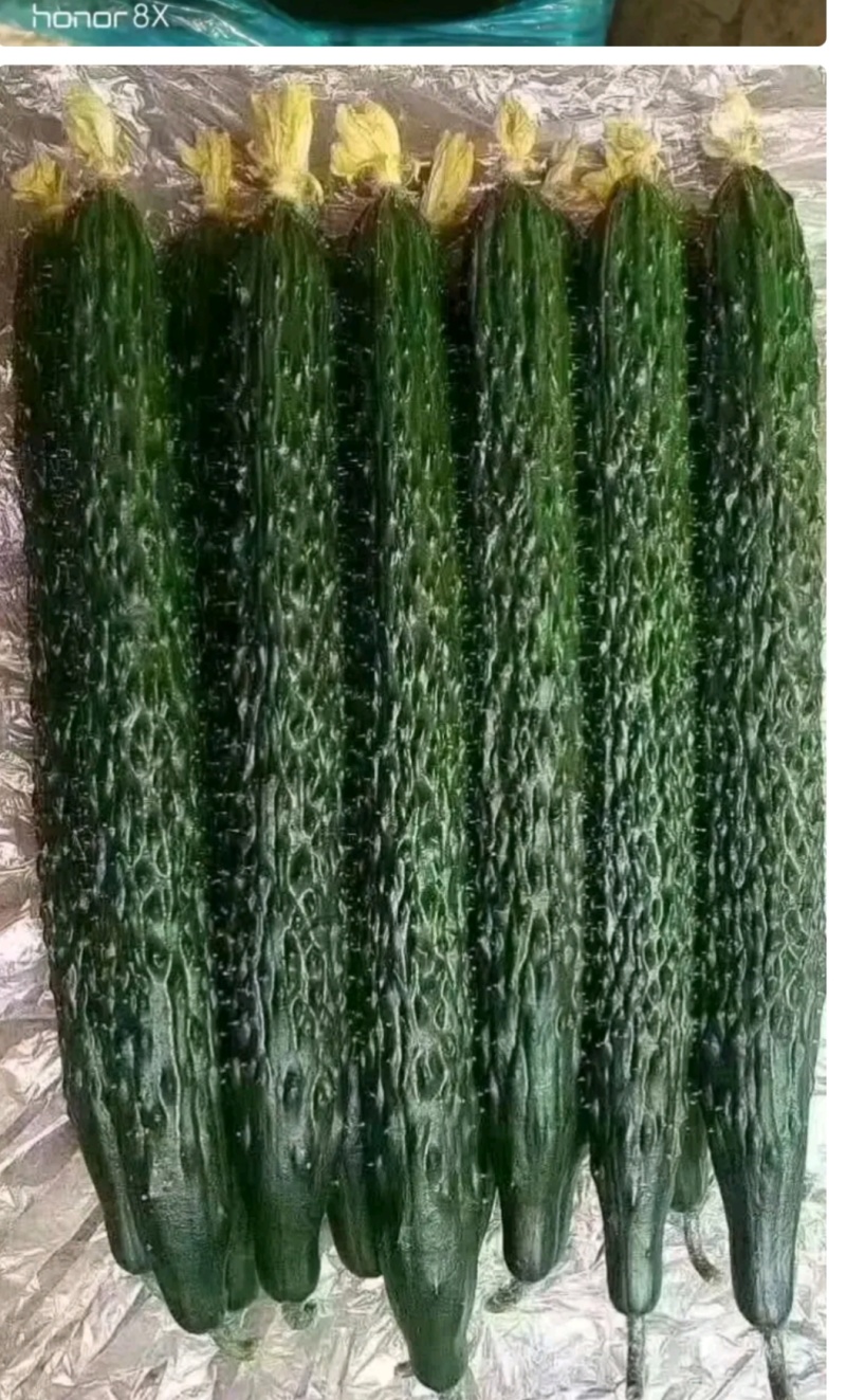 黄瓜，顶花亮刺，产地直发，货源充足
