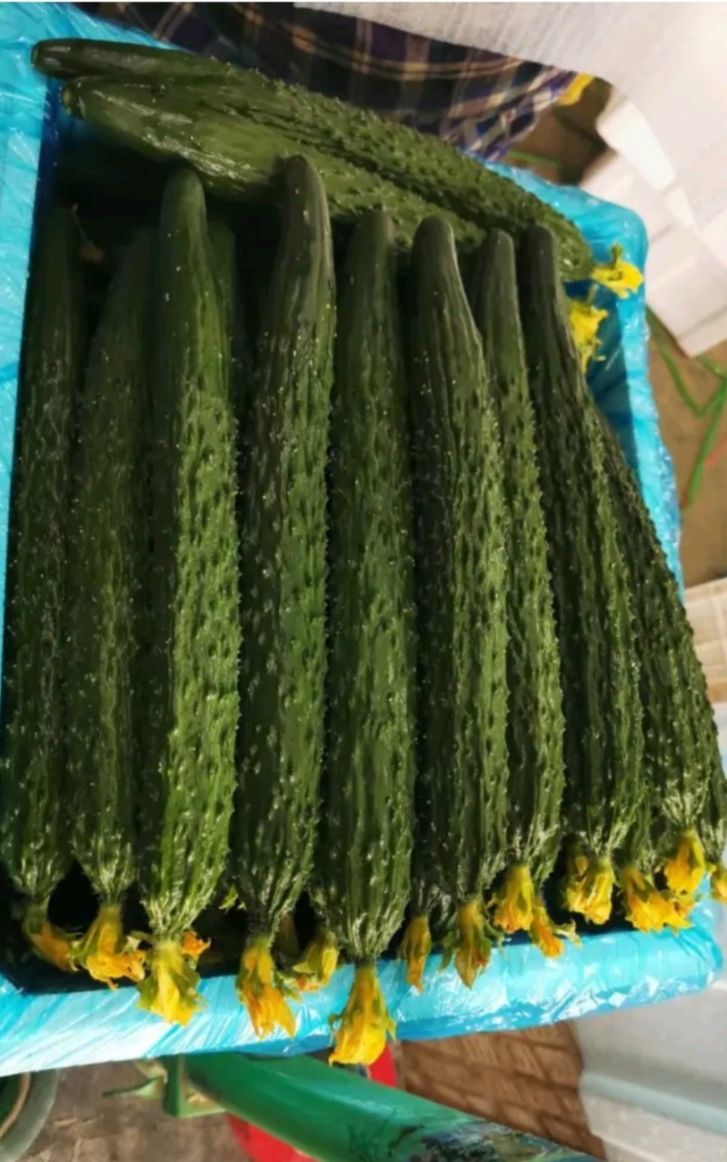 黄瓜，顶花亮刺，产地直发，货源充足