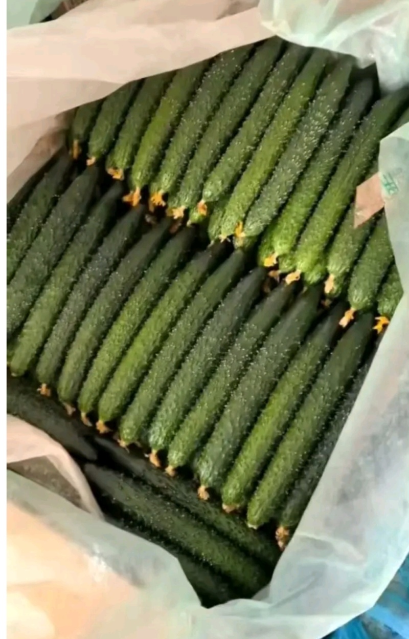 黄瓜，顶花亮刺，产地直发，货源充足