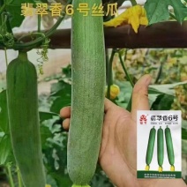 翡翠香6号短油皮一代杂交丝瓜种子高产抗病春秋油亮丝瓜大
