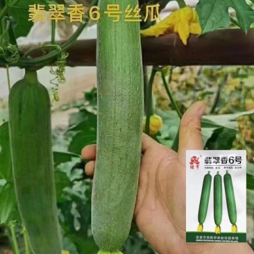 翡翠香6号短油皮一代杂交丝瓜种子高产抗病春秋油亮丝瓜大