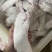 母猪一二级带筋蹄，手续齐全，新开检疫。货源充足且稳定。