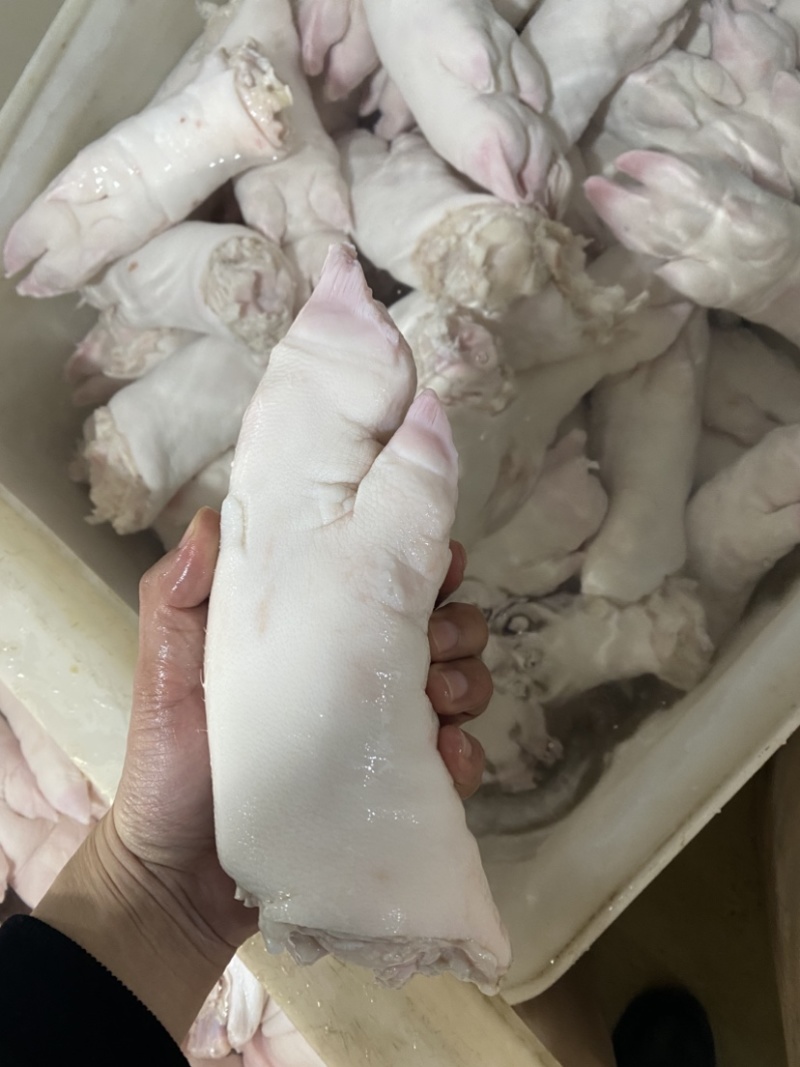 母猪一二级带筋蹄，手续齐全，新开检疫。货源充足且稳定。