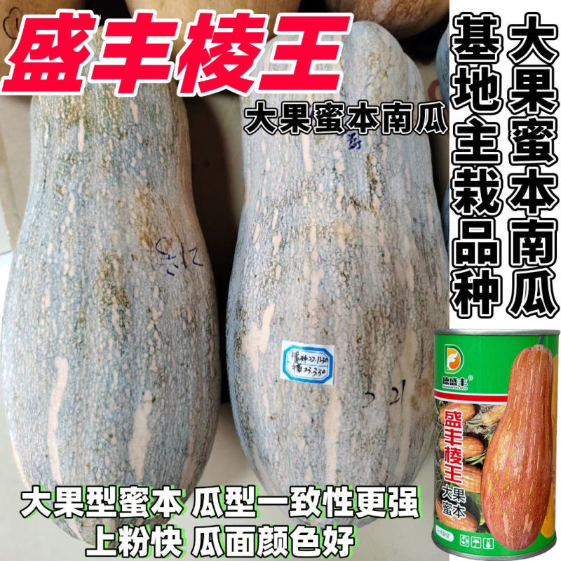 盛丰棱王大果蜜本南瓜种子果肉甜面糯南瓜种籽大果型高产肉厚