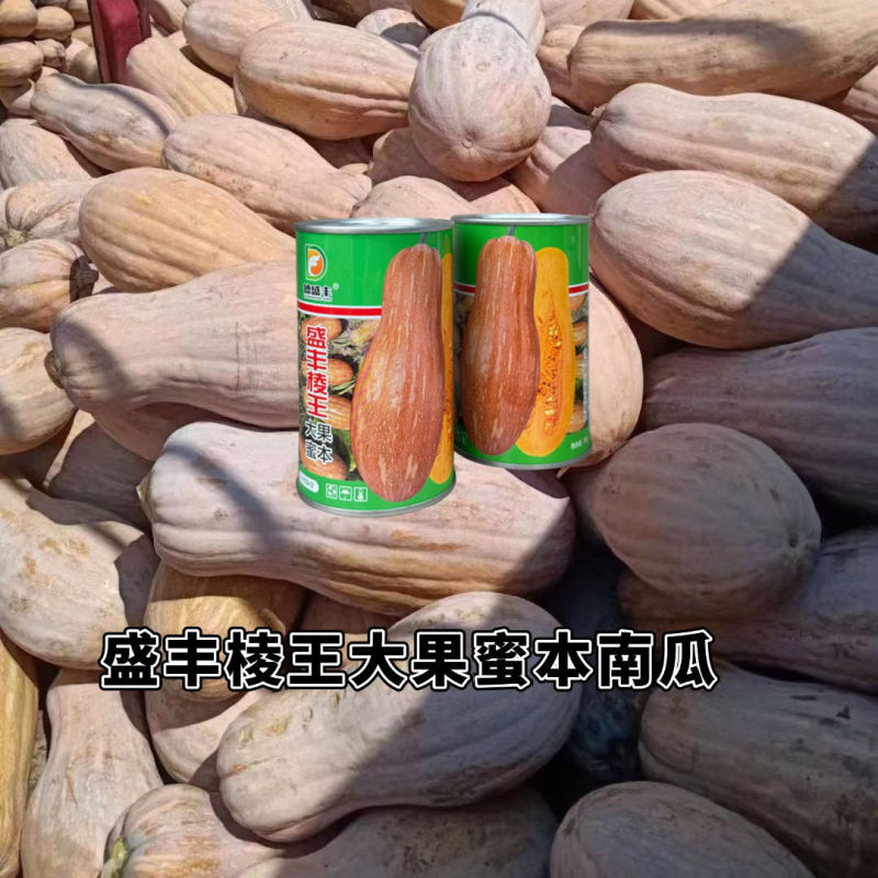 盛丰棱王大果蜜本南瓜种子果肉甜面糯南瓜种籽大果型高产肉厚