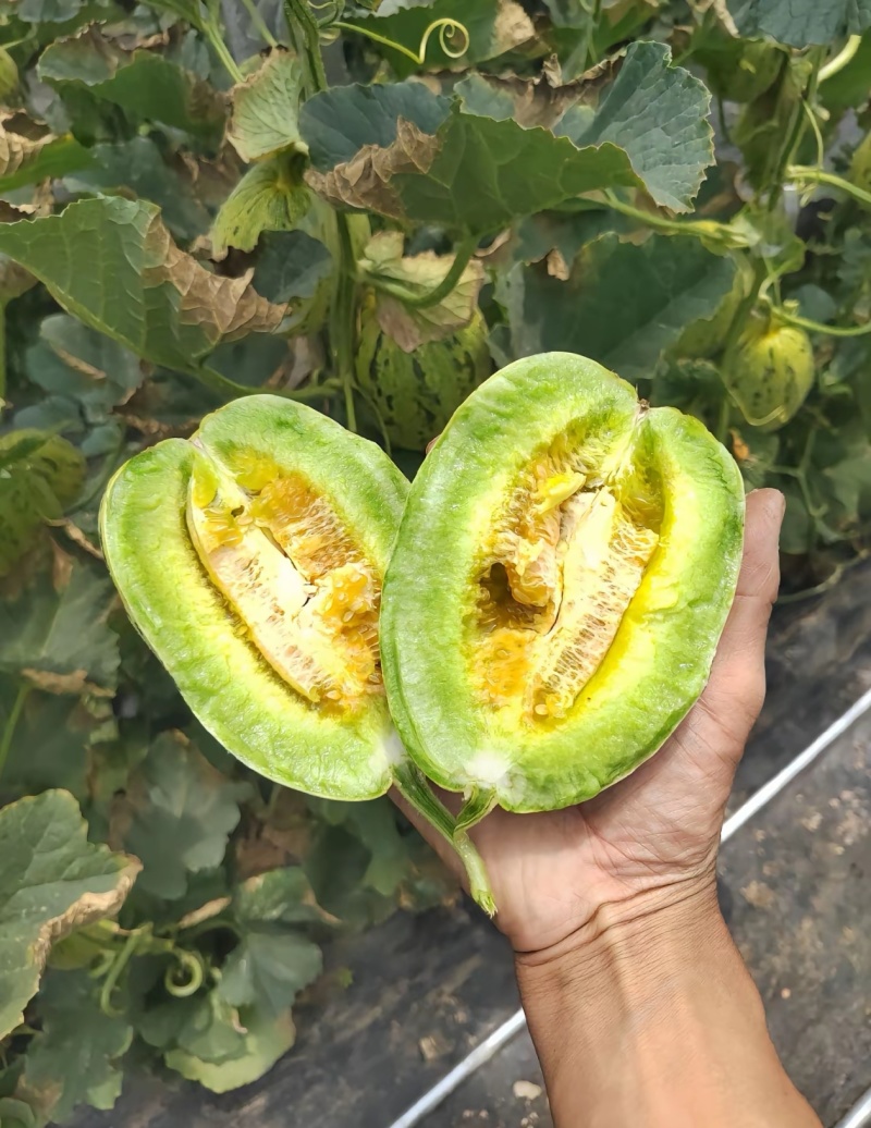 花蕾花美人甜瓜脆度高糖度高一件代发商超需要联系