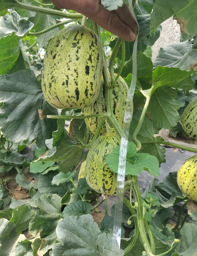 花蕾花美人甜瓜脆度高糖度高一件代发商超需要联系