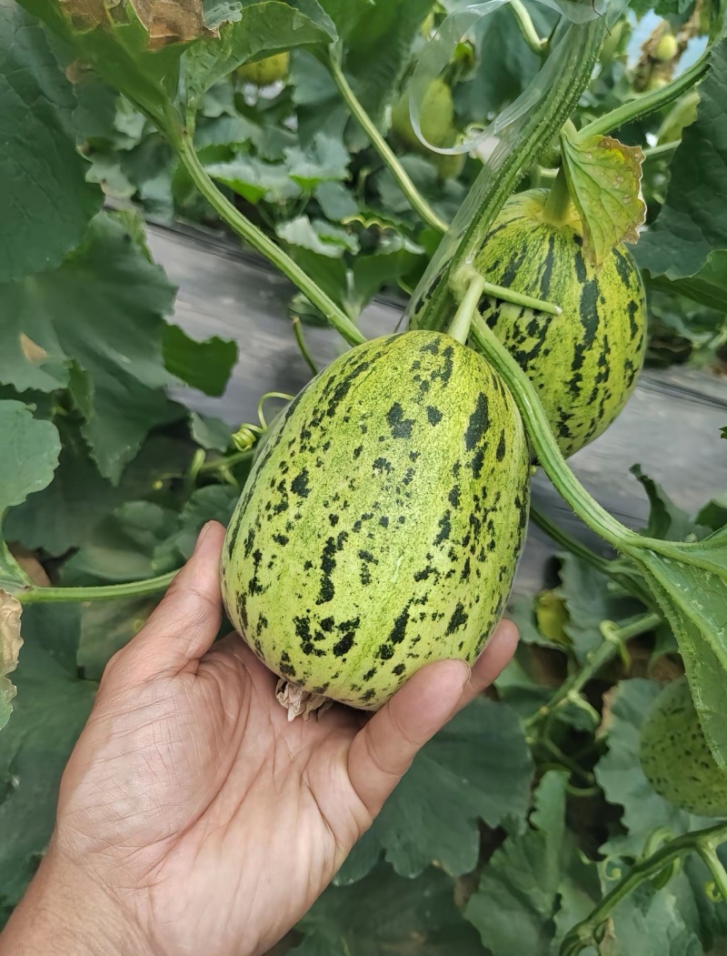 花蕾花美人甜瓜脆度高糖度高一件代发商超需要联系