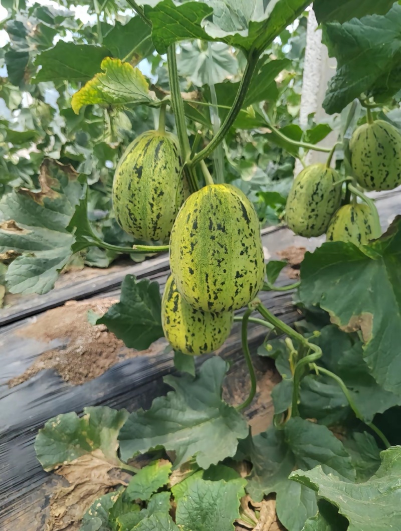花蕾花美人甜瓜脆度高糖度高一件代发商超需要联系