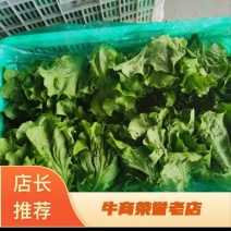 精品意大利生菜新鲜发货，基地直发对接各大商超市场