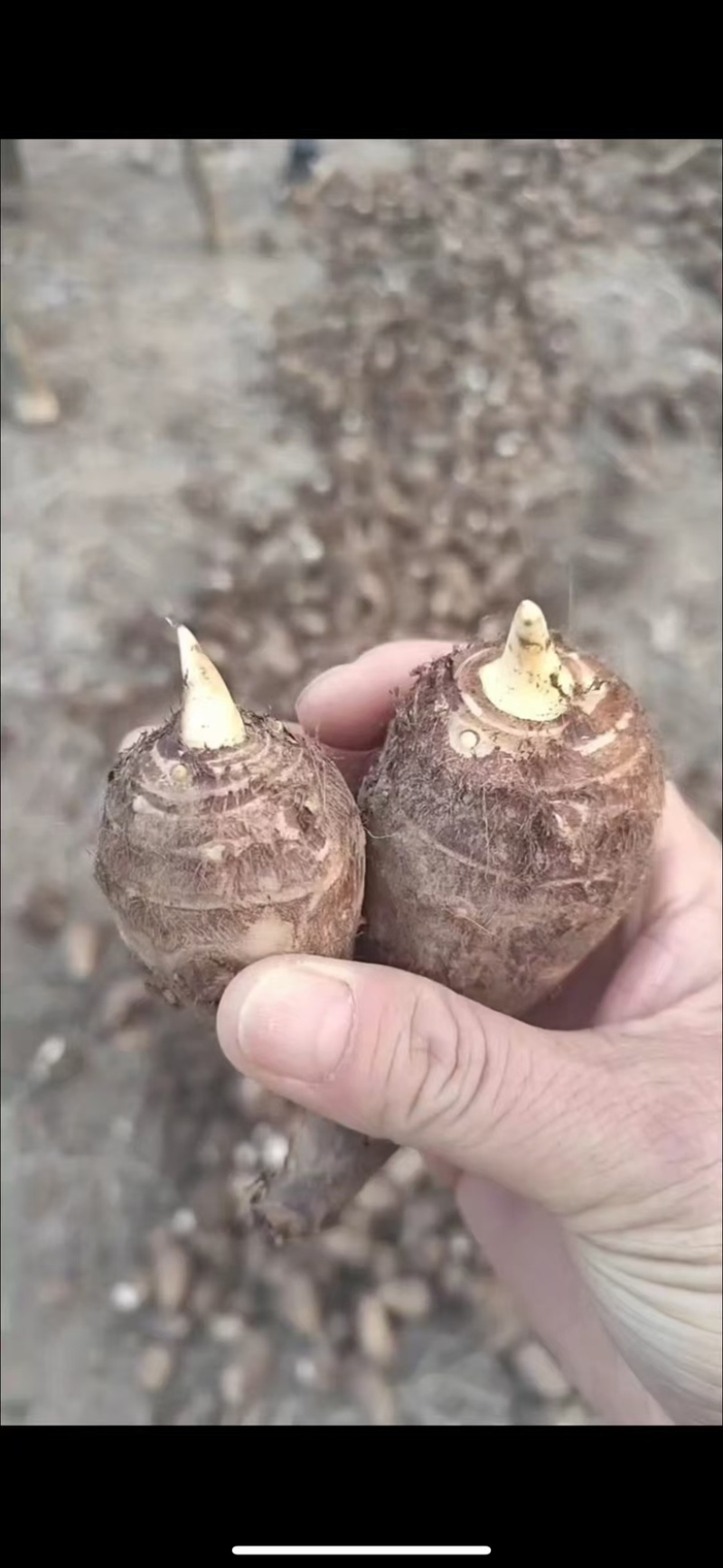 【精选芋头种子】山东基地直供高产发芽率高提供技术指导