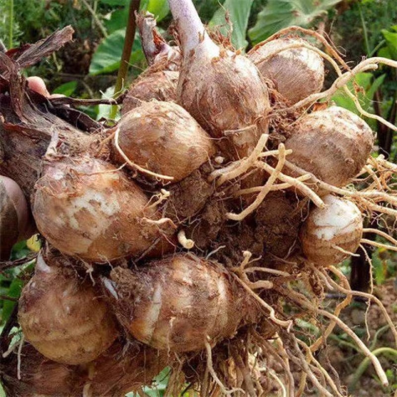 【精选芋头种子】山东基地直供高产发芽率高提供技术指导