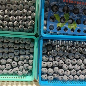 蓝莓蓝莓种植基地蓝莓产地批发，一手货源质量保证