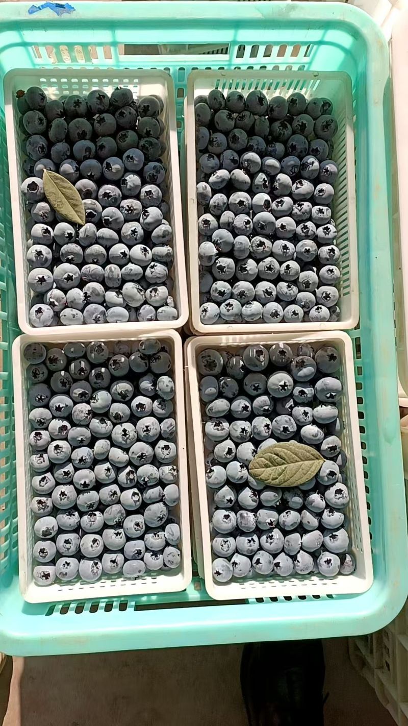 蓝莓蓝莓种植基地蓝莓产地批发，一手货源质量保证
