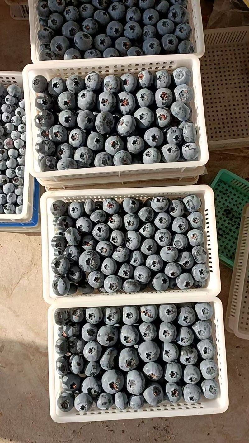 蓝莓蓝莓种植基地蓝莓产地批发，一手货源质量保证