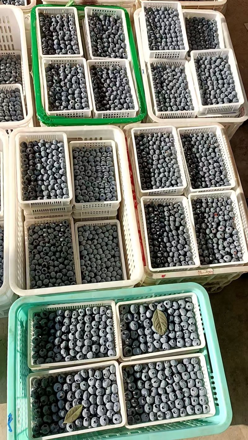 蓝莓蓝莓种植基地蓝莓产地批发，一手货源质量保证