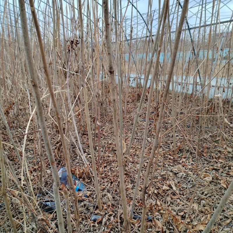 【香椿苗】香舂小苗1.5-2.5米起步苗圃直发提供技术