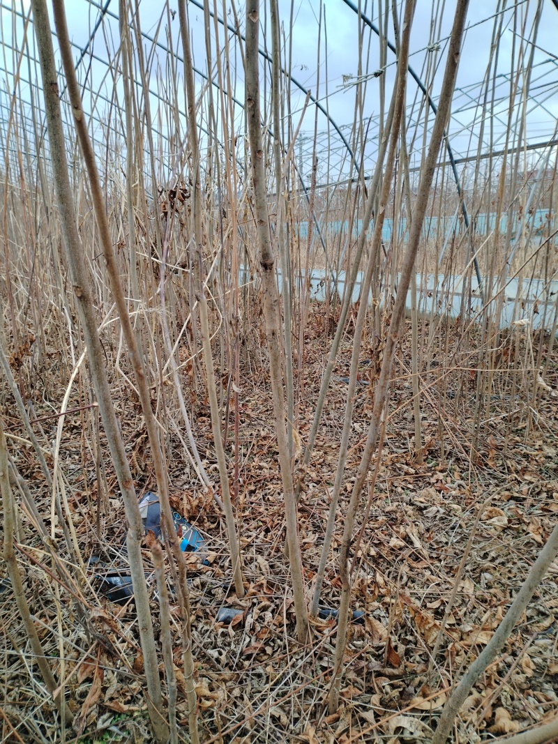 【香椿苗】香舂小苗1.5-2.5米起步苗圃直发提供技术