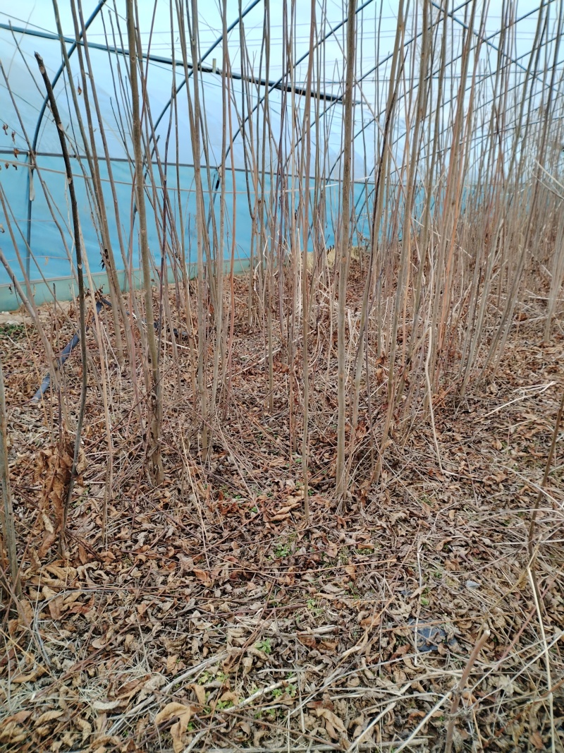 【香椿苗】香舂小苗1.5-2.5米起步苗圃直发提供技术