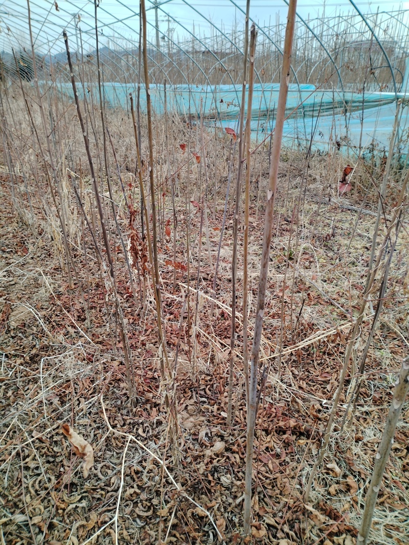 【香椿苗】香舂小苗1.5-2.5米起步苗圃直发提供技术