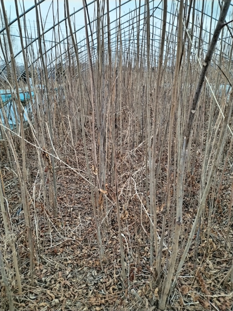【香椿苗】香舂小苗1.5-2.5米起步苗圃直发提供技术